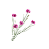 Centaurea Cyanus Purple