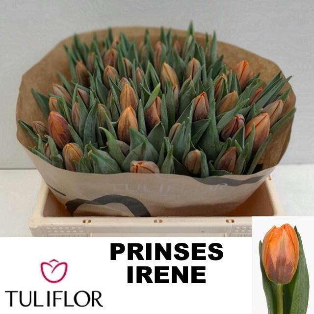 <h4>TU EN PRINSES IRENE</h4>
