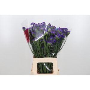 Limonium Crystal Dark Blue