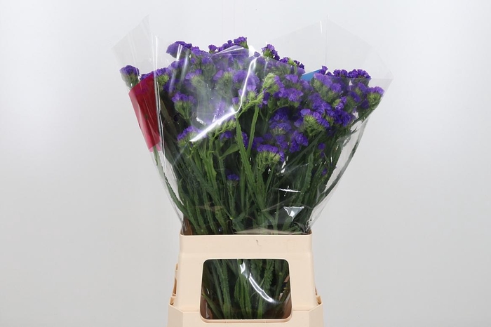 <h4>Limonium Crystal Dark Blue</h4>