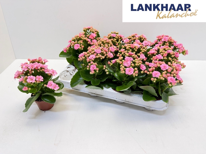 <h4>KAL GE PERFECTA PINK</h4>