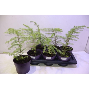 Tsug Canadensis