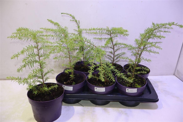 <h4>Tsug Canadensis</h4>