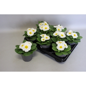 Primula acaulis White