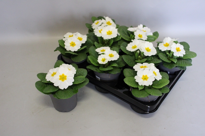 <h4>Primula acaulis White</h4>