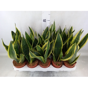 Sansevieria trifa. 'Futura Superba'