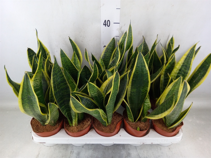 <h4>Sansevieria trifa. 'Futura Superba'</h4>