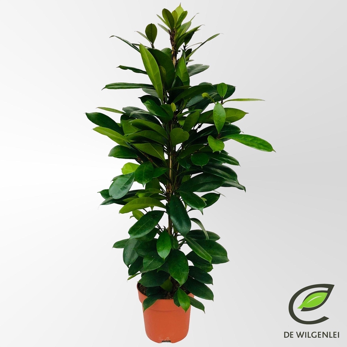 <h4>Ficus cyathistipula</h4>