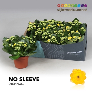 Kalanchoe No Sleeve- Yellow