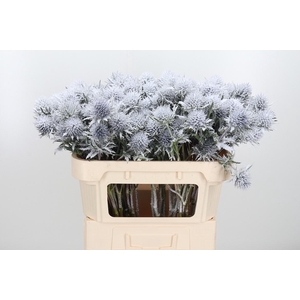 Eryn Supernova Kl Bh Sneeuw