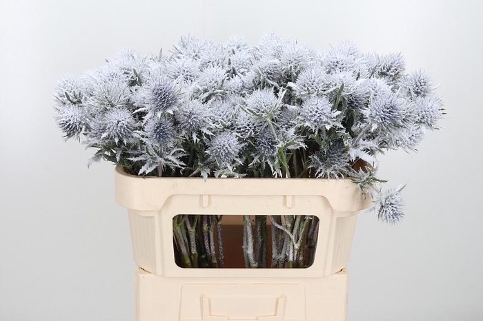 <h4>Eryn Supernova Kl Bh Sneeuw</h4>