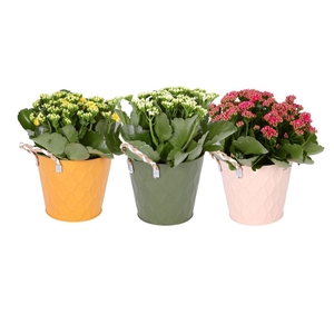 Kalan Mini Gev Gemengd Zink Luxe