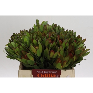 Leucadendron Goldstrike