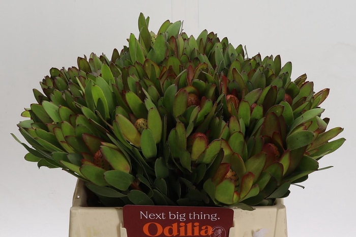 <h4>Leucadendron Goldstrike</h4>