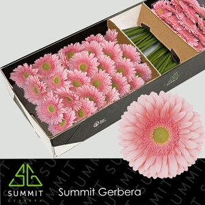 Gerbera Romella Doos