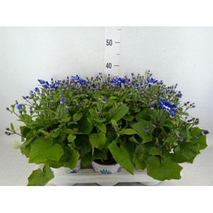 Pericallis cr. 'Senetti Violet Bic'