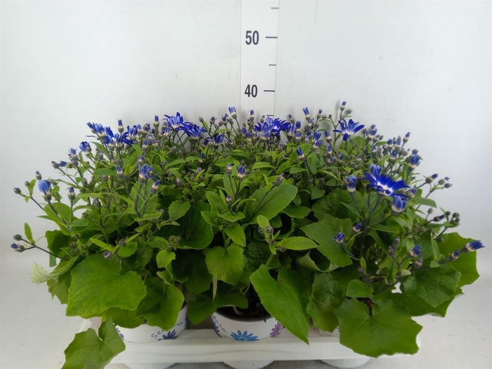 <h4>Pericallis cr. 'Senetti Violet Bic'</h4>