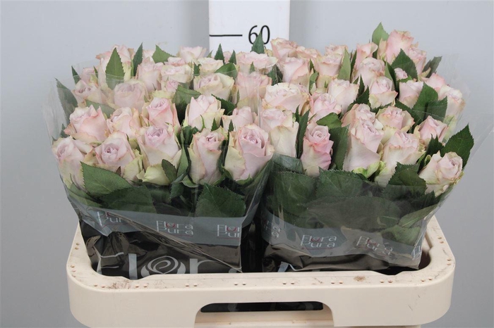 <h4>R Gr Paladio</h4>