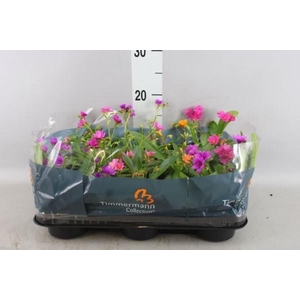 Lewisia cot.