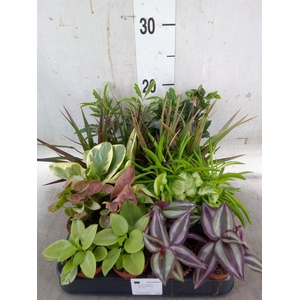 Planten  ..mix