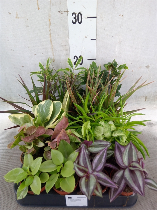 <h4>Planten  ..mix</h4>