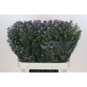 ASTER UNIV. 'CASSANDRA'