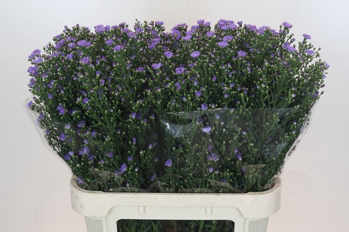 <h4>ASTER UNIV. 'CASSANDRA'</h4>