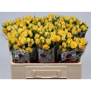 R Tr Golden Blossoms