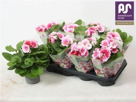 Prim Ob Tm Red White