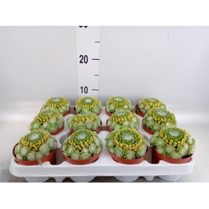 Sempervivum   ...