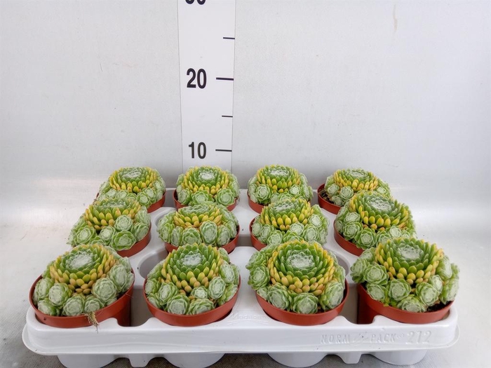 <h4>Sempervivum   ...</h4>