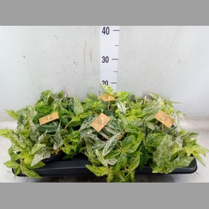 Pellionia repens