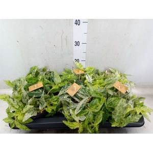 Pellionia repens