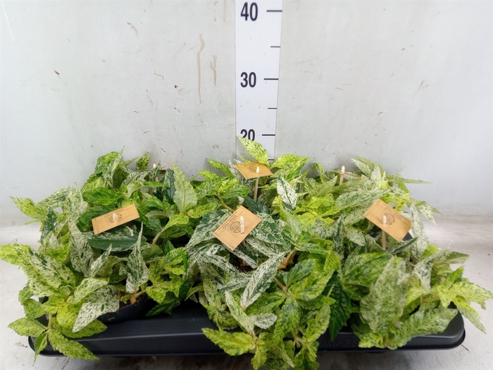 <h4>Pellionia repens</h4>