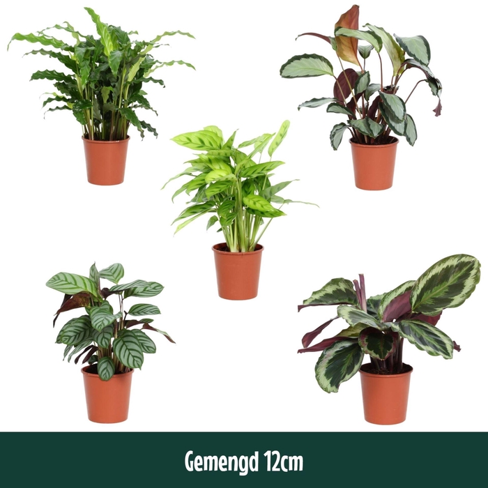 <h4>Calathea gemengd 5 soorten</h4>