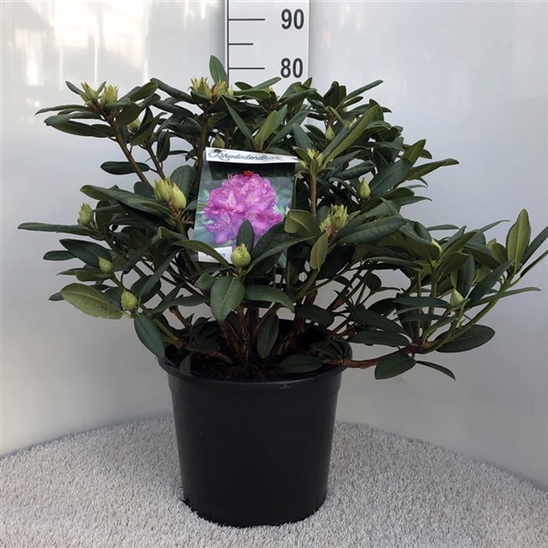 <h4>Rhodo. 'Alfred' purple</h4>