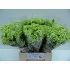 Viburnum Greenhouse 2 Kop Bruinen