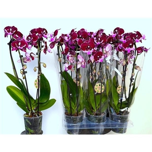 Big Lip Special Hot Kiss Cascade 2 tak