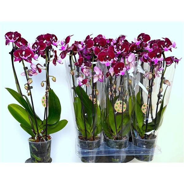 <h4>Big Lip Special Hot Kiss Cascade 2 tak</h4>