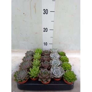 Echeveria   ...mix
