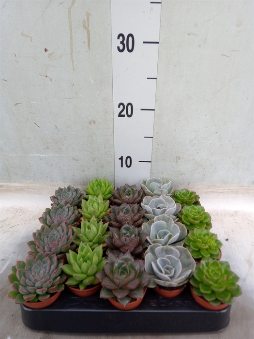 <h4>Echeveria   ...mix</h4>