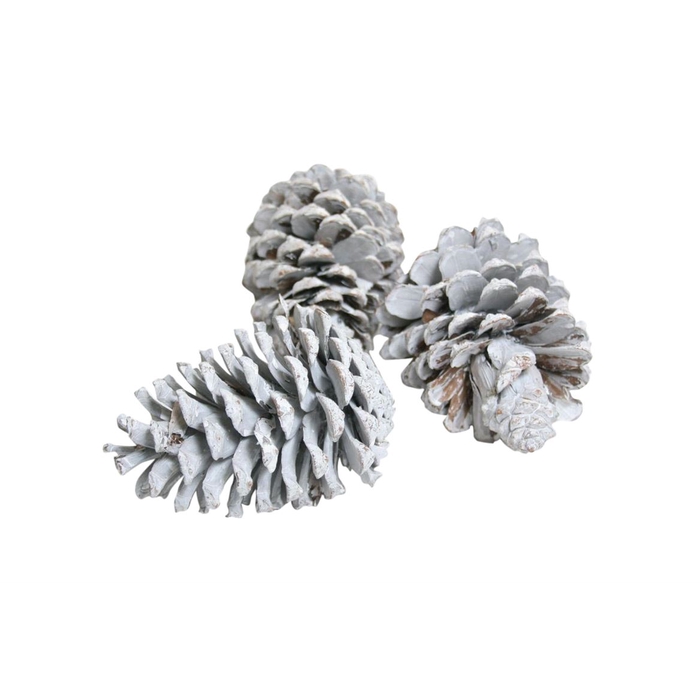 <h4>Pinecone Maritima 3 Pcs L10</h4>