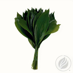 Aspidistra 50cm