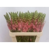 Antir Antibes Rose