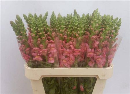 Antir Antibes Rose