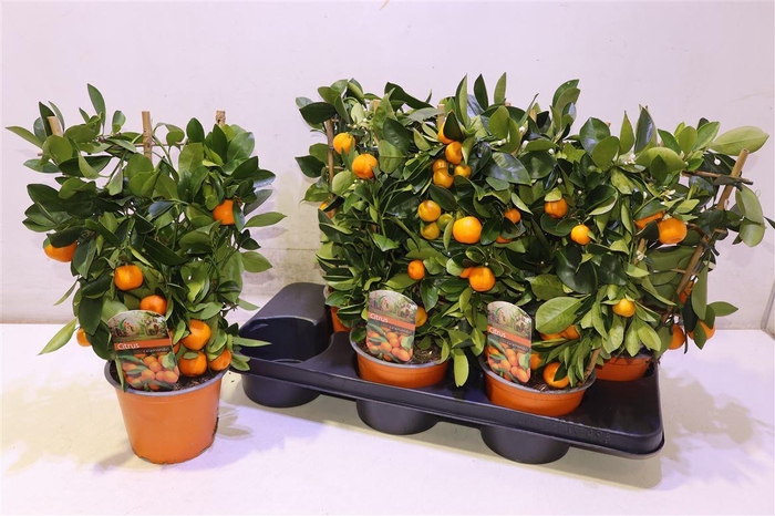 <h4>Citr Microcarpa</h4>