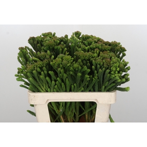 Kaaps Groen Albigreen