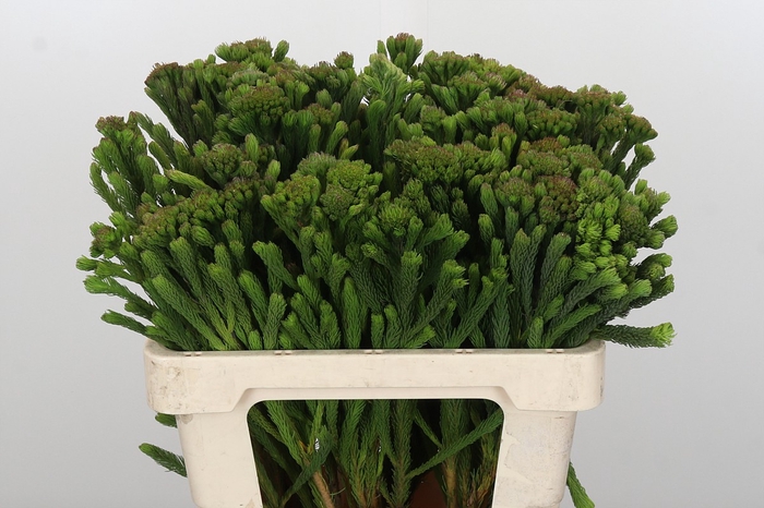 <h4>Kaaps Groen Albigreen</h4>