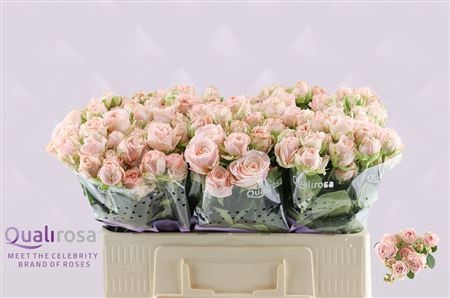 <h4>R Tr Bombastic Qualirosa</h4>