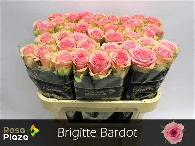 <h4>R GR BRIGITTE BARDOT</h4>